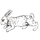 White rabbit